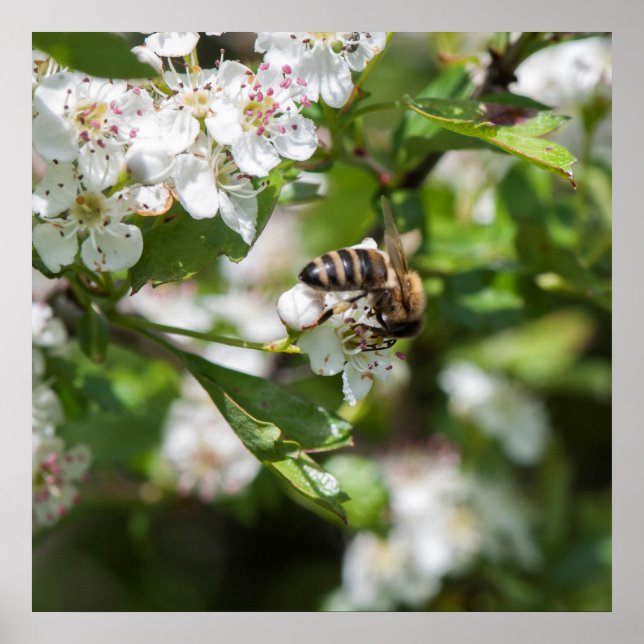 Affiches L'abeille collecte le pollen (Devant)