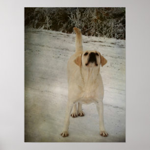 Affiches Laboratoire d'hiver