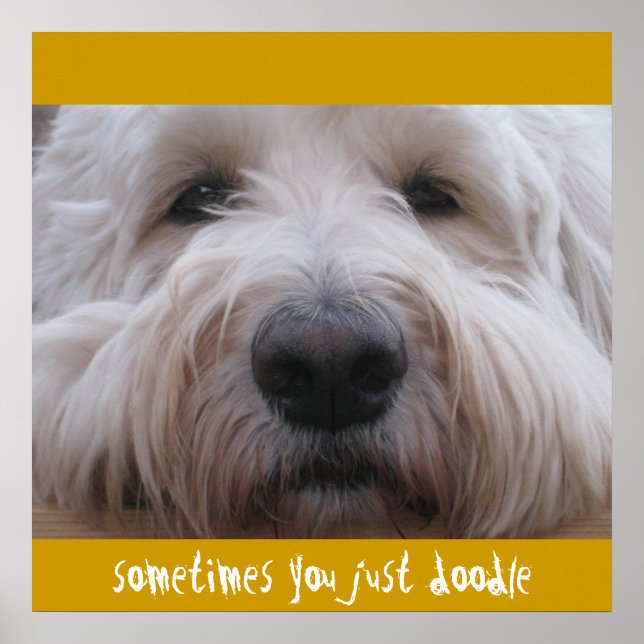 Affiches Labradoodle Thoughts (Devant)