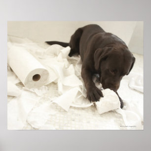 Affiches Labrador brun chocolat