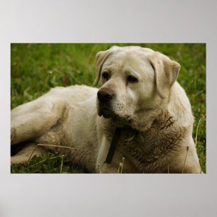 Affiches Labrador Photo