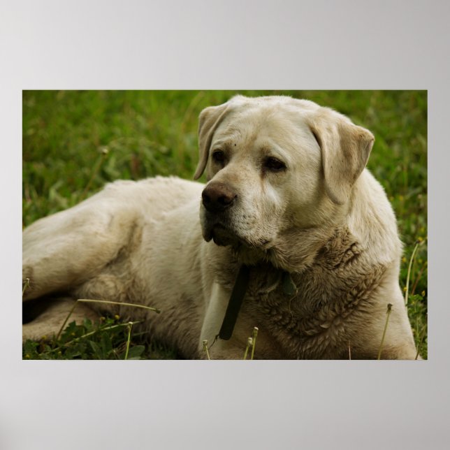 Affiches Labrador Photo (Devant)
