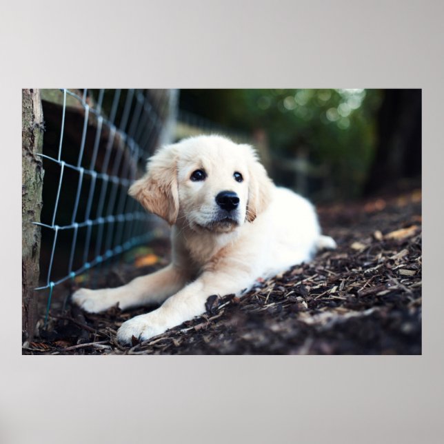 Affiches Labrador Puppy (Devant)