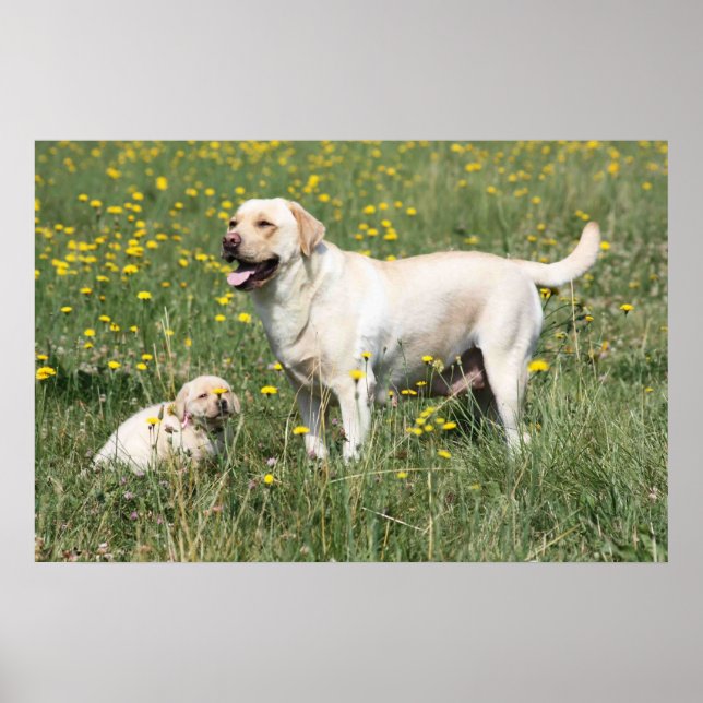 Affiches Labrador Retriever (Devant)