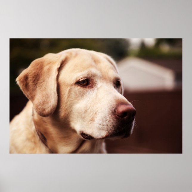 Affiches Labrador Retriever (Devant)