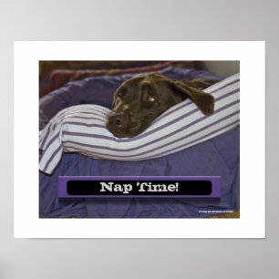 Affiches Labrador Retriever au lit