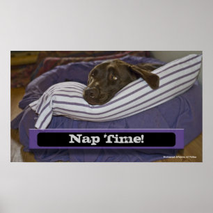 Affiches Labrador Retriever Dans Le Lit
