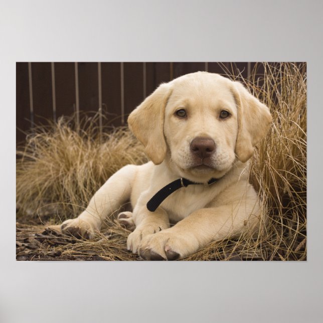 Affiches Labrador Retriever puppy (Devant)