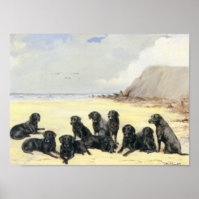 Affiches Labrador Retrievers On The Beach Print (Devant)