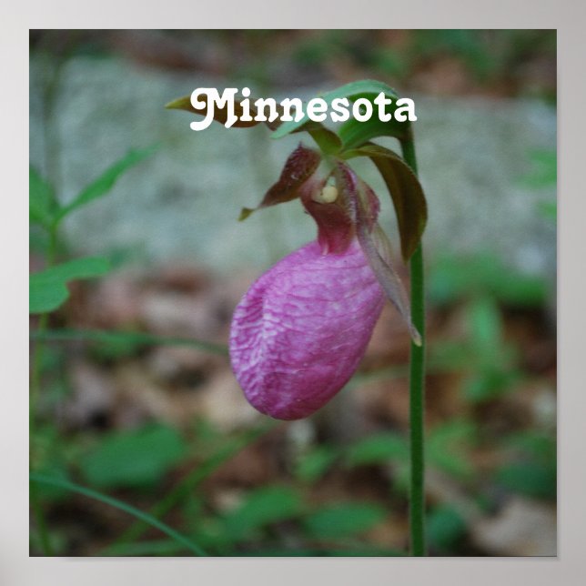 Affiches Lady Slipper (Devant)