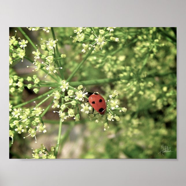 Affiches Ladybird [Imprimer l'art] (Devant)