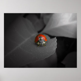 Affiches Ladybug