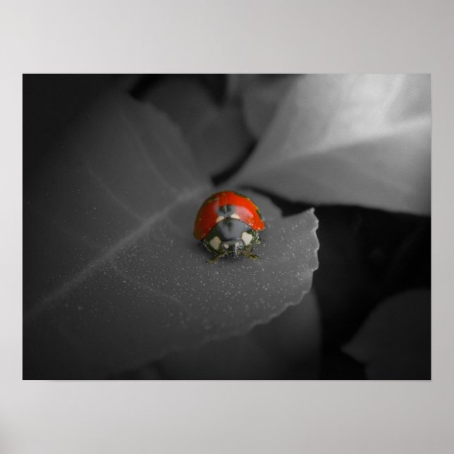 Affiches Ladybug (Devant)
