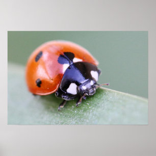 Affiches Ladybug