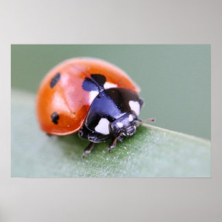 Affiches Ladybug