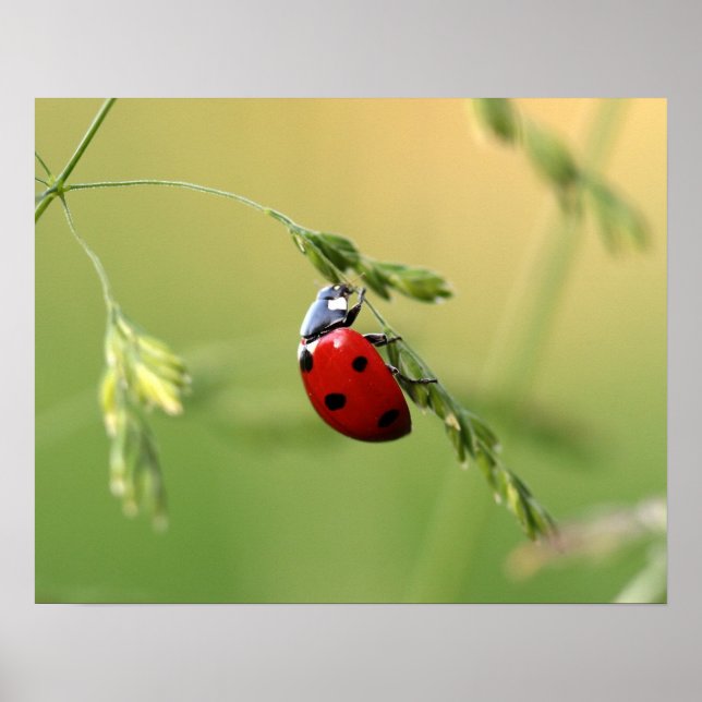 Affiches Ladybug (Devant)