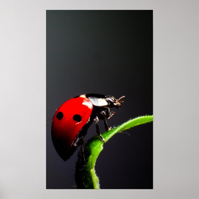 Affiches Ladybug (Devant)