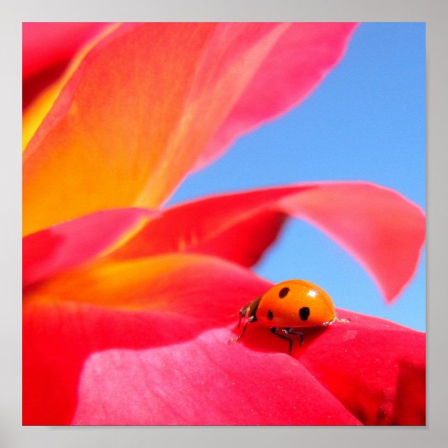 Affiches Ladybug sur l'affiche Rose (Devant)