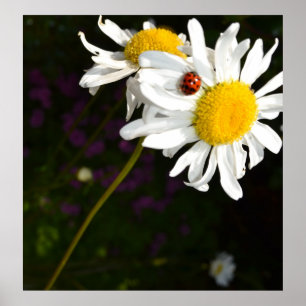 Affiches Ladybug sur une marguerite