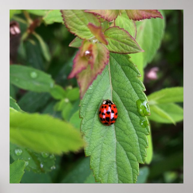 Affiches ladybule on leaf (Devant)