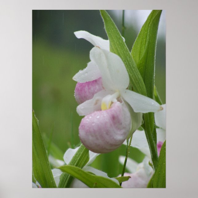 Affiches Ladyslipper dans la pluie (Devant)