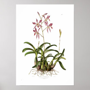 Affiches Laelia autumnalis par Augusta Innes Withers.