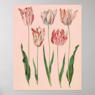 Affiches L'affiche botanique vintage de tulipe, pâlissent -