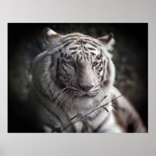 Affiches L'affiche des yeux attentifs du tigre