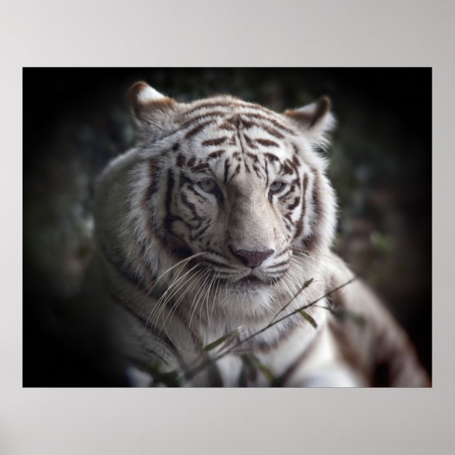 Affiches L'affiche des yeux attentifs du tigre (Devant)