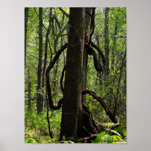 Affiches L'affiche du bois