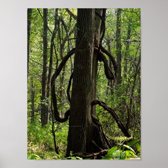 Affiches L'affiche du bois (Devant)