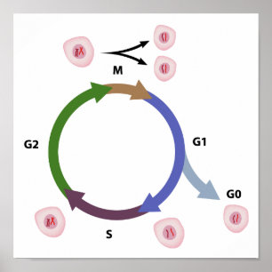 Affiches L'affiche du cycle cellulaire