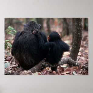 Affiches L'Afrique, Afrique de l'Est, Tanzanie,