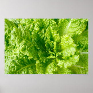 Affiches Laitue