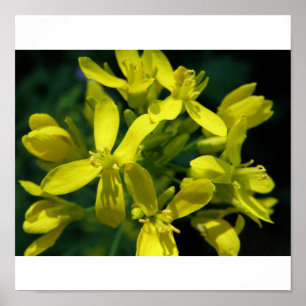 Affiches laitue fleurs photo agrandissement