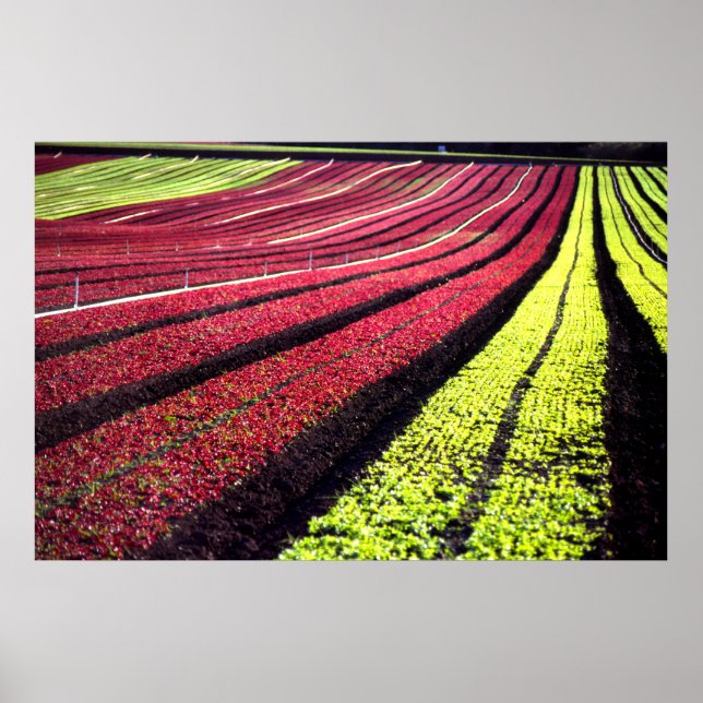 Affiches Laitue rouge et verte, Comté de San Luis Obispo, C (Devant)