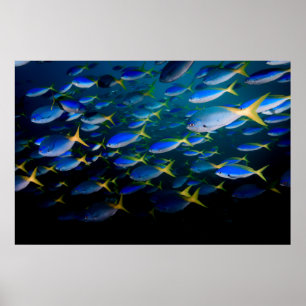 Affiches Laja Ampat 5 sous-marins