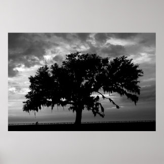 Affiches Lakefront Live Oak