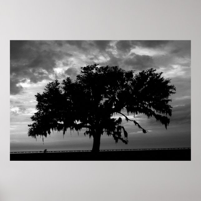 Affiches Lakefront Live Oak (Devant)