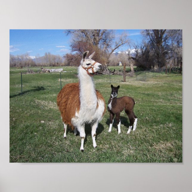 Affiches Lama Mama et bébé lama (Devant)
