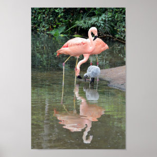 Affiches Lame de la famille de Flamants roses