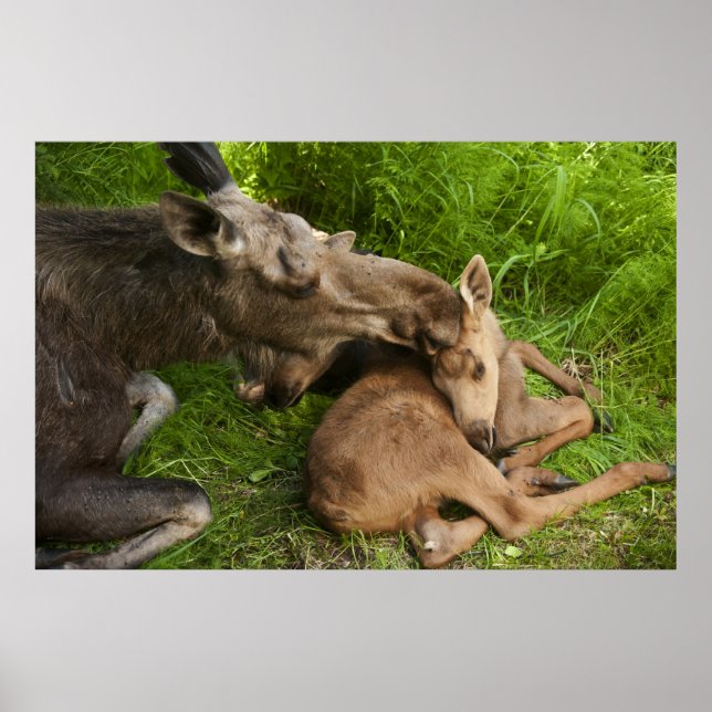 Affiches L'amour d'une mère (Devant)