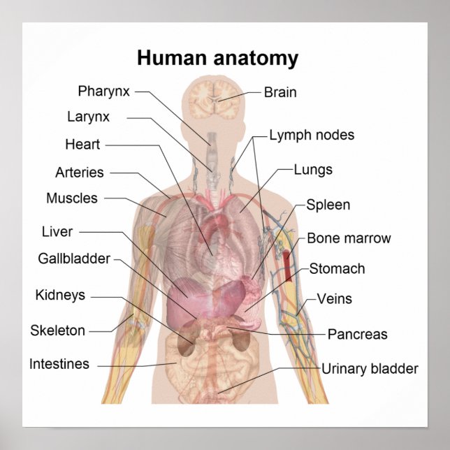 Affiches L'anatomie humaine (Devant)