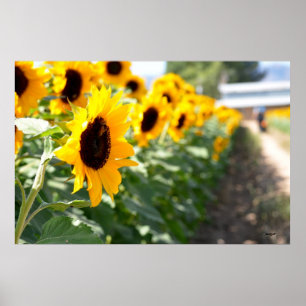 Affiches Lane des tournesols