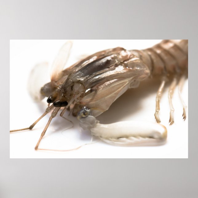 Affiches Langoustine (Devant)