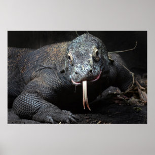 Affiches langue de dragon komodo baver