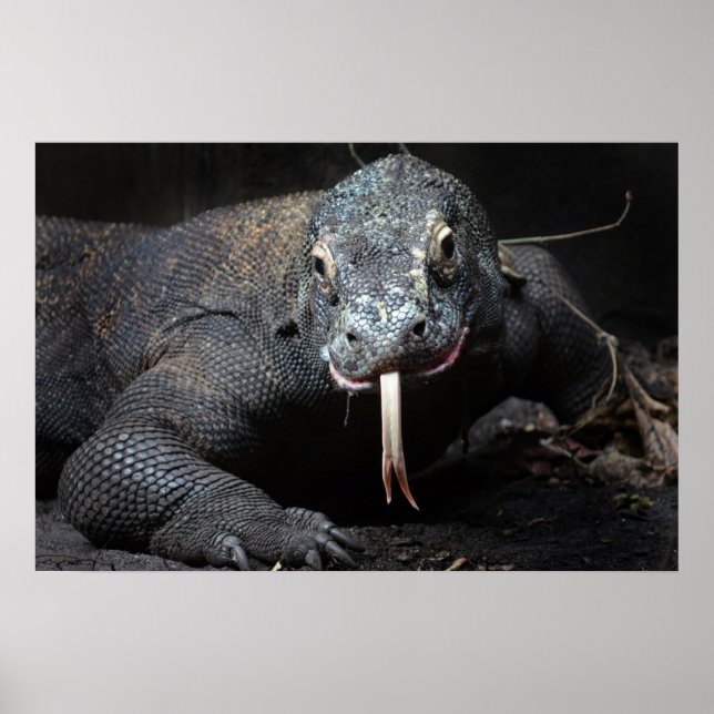 Affiches langue de dragon komodo baver (Devant)
