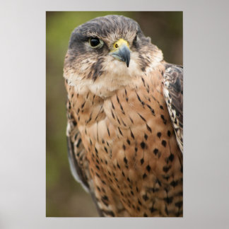 Affiches Lanner Falcon