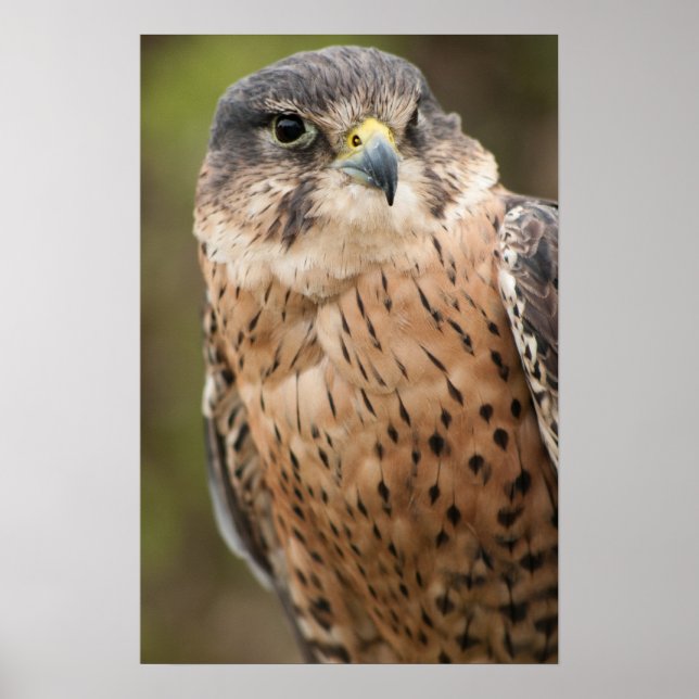 Affiches Lanner Falcon (Devant)