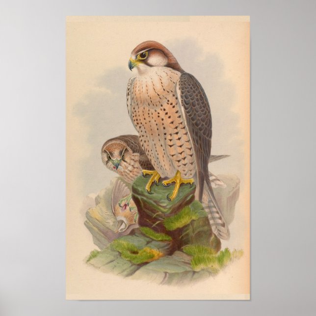Affiches Lanner Falcon Bird Art Vintage Imprimer (Devant)